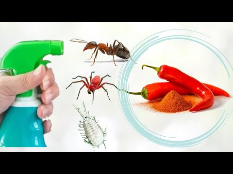 أقوى مبيد حشري و فطري مكوناته في مطبخك        