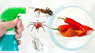 أقوى مبيد حشري و فطري مكوناته في مطبخك  The most powerful insecticide extracted from red pepper