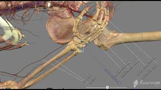 Anatomage table viewing the arterial blood flow from the heart to the fingers.