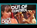 Dogs Spiral Out of Control and Attack Each Other on Walks | It's Me or The Dog