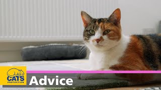 Getting your first cat | Cats Protection