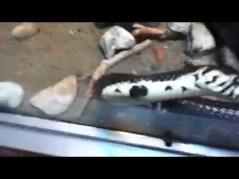 Curious snake!!!