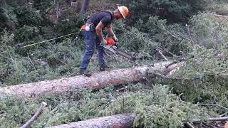 This is how we limb Stihl 044 Chainsaw Style