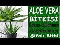 Aloe Vera bitki bakımı, sulanması ve çoğaltılması. Alovera bitki bakımı ve sulanması nasıl yapılır