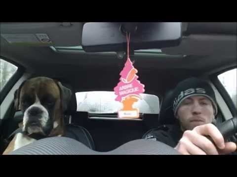 Video: Boxer Dogsдогу кардиомиопатия