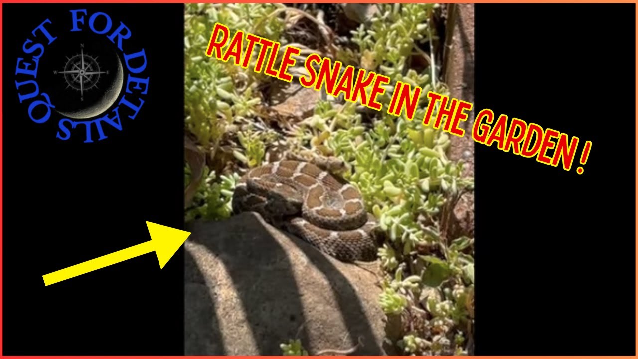 I Found A Rattlesnake In My Berry Patch ! Se 9 Ep 22 Vid #1,223 By : Quest For Details
