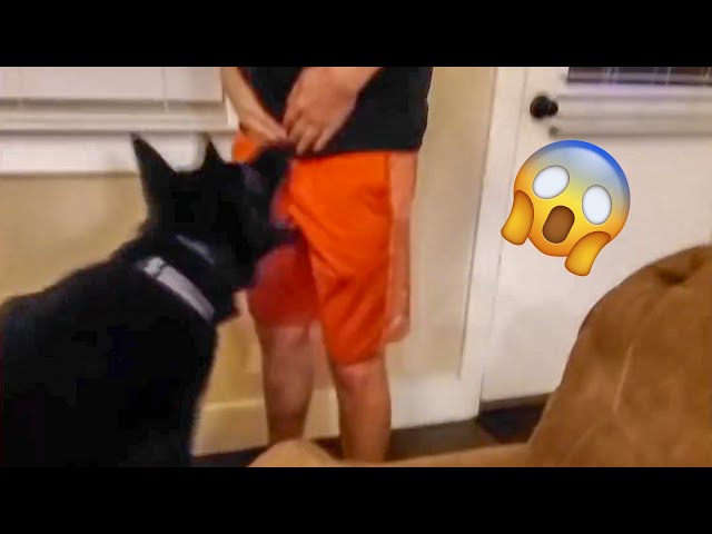 11 Dog Fails That Are Too Funny Not To Laugh At (Gifs) - I Can Has  Cheezburger?