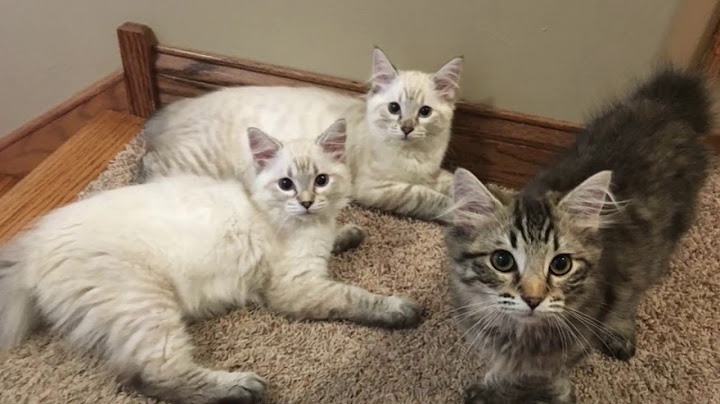 Watch the video about 16 WEEK OLD AMERICAN BOBTAIL KITTENS PLAYING