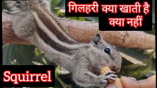 537:- What To Feed Squirrel / गिलहरी को क्या खिलाना है / Squirrel Food / Indian Palm Squirrel / Food screenshot 2