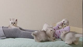 How to sleep with 6 kittens ?!? by Happy kittens – Alfa Assoluto 11,893 views 2 years ago 2 minutes, 42 seconds