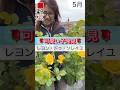 🌹可愛い子発見🌹レヨン・ドゥ・ソレイユ　#相原バラ園 #バラ #バラ園 #バラ栽培