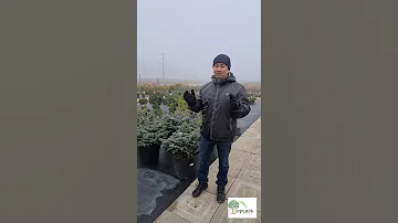 А можно ли сажать растения в ноябре