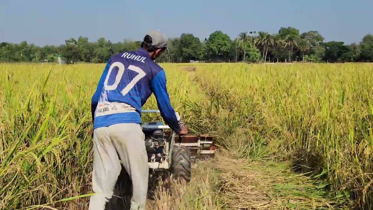Reaper Machine Working Perfectly In The Field 🚜🌾 