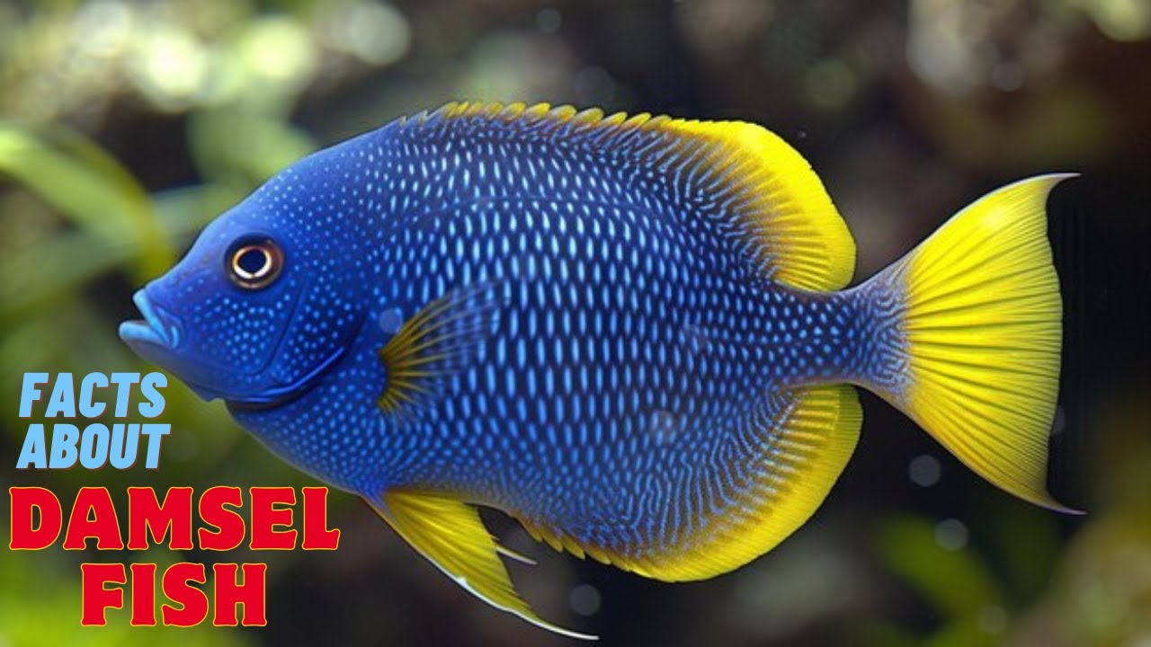 Facts about Damselfish - Damsel Fish - Underwater Animal Secrets - Marine Animals