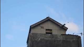 suara walet paser tengah RBW PUGUH DESA LOMBOK LONGIKIS PASER