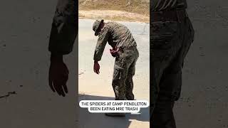Even the Wildlife Wants to Join the Marines 😂🕷️🇺🇸