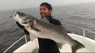 Belle île en mer - Chasse sous marine - Bar 7kg, homard, sole, etc...