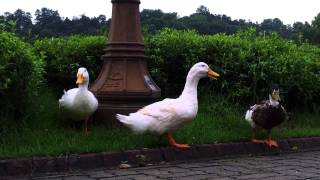 ducks yearning for food 20130715 064006