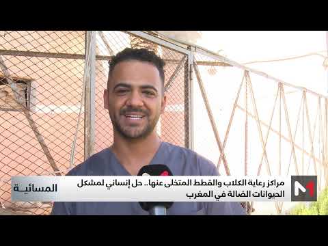 مراكز رعاية الكلاب والقطط المتخلى عنها حل إنساني لمشكل الحيوانات الضالة في المغرب