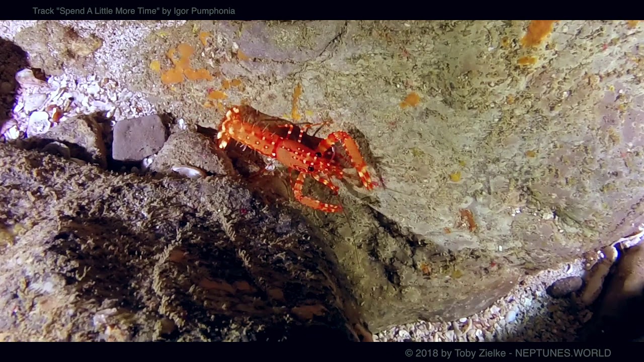 Sal Island Cape Verde Lobster Cave Diving YouTube