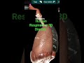 Human Respiratory 3D Digram ll Science students