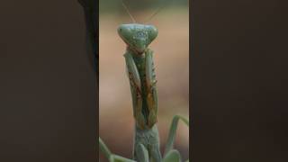 ¡Hola, hola¡ nuevamente la Mantis en su ritual de limpieza. #fotografía #nature