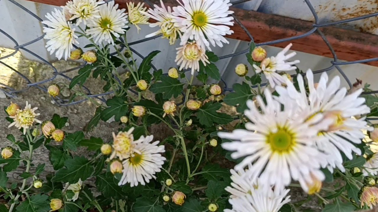 @NestorkaOlenkivna Прощальні квіти осені 