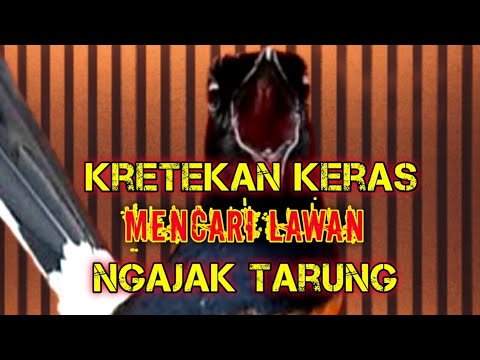Kretekan keras murai batu memicu emosi lawan