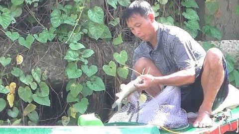 Chài cá dính cá lăng ,Cá mè vinh trúng mánh