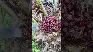 Why Prune Palm Tree Trunks?