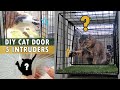 DIY Cat Door and 5 intruders | it was not only insects.