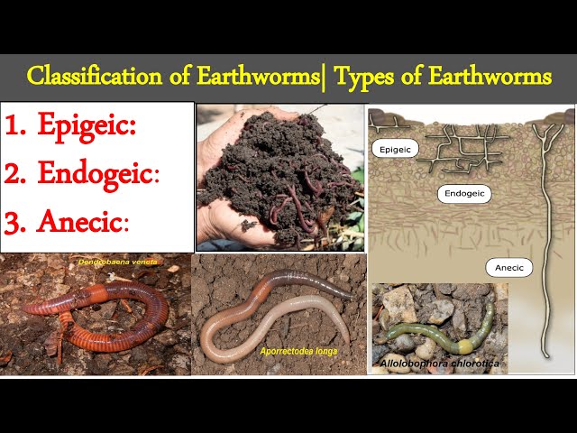 Types of Earthworms, Classification of Earthworms, Epigeic, Endogeic