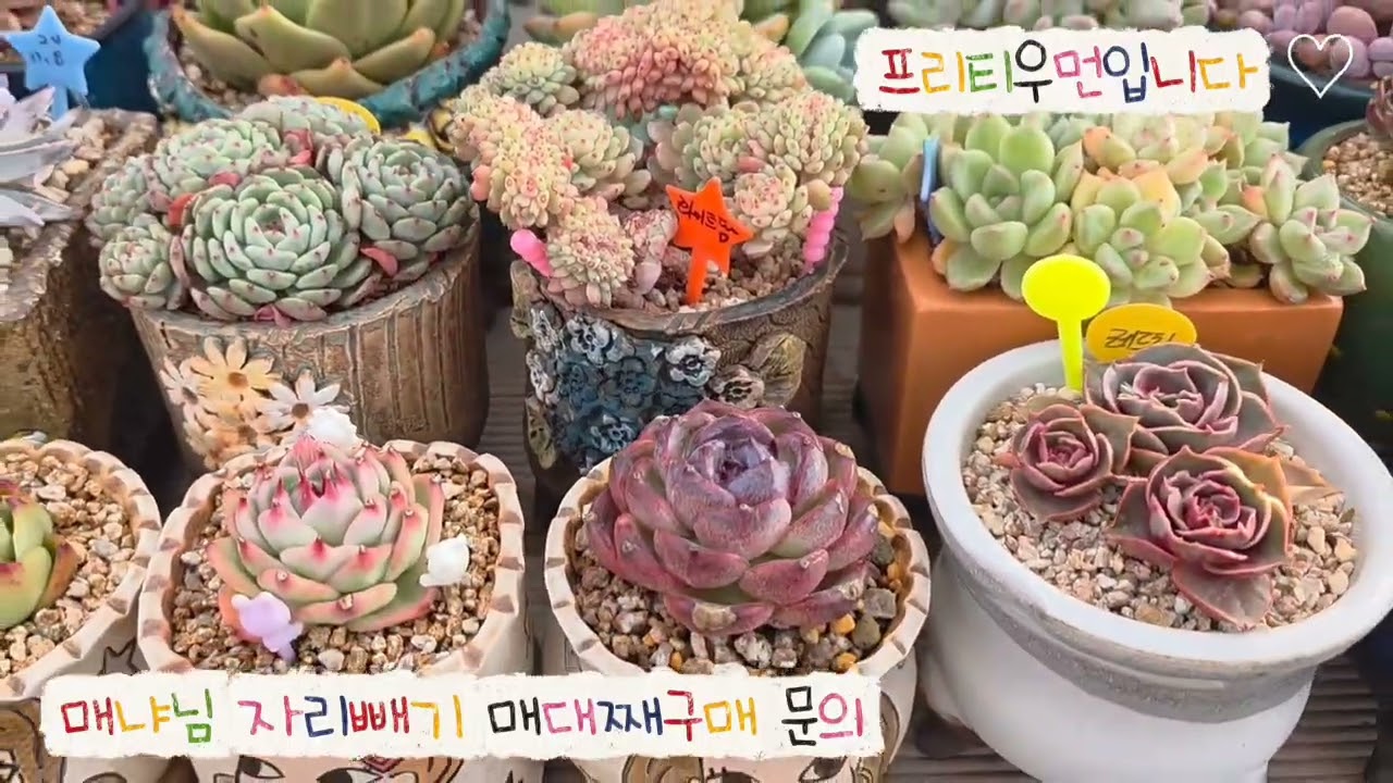 26.02.28.매냐님 자리빼기 매대째 문자주세요 010.9500.9207입니다.