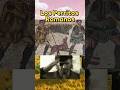 Los Romanos Querían Mucho a Sus Perritos