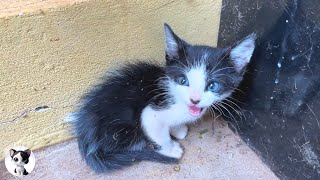 How ferocious rescued kitten grows up from 0 222 days The Story of the Miracle Talking Cat Mu