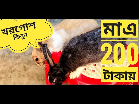 ভিডিও: কিভাবে একটি খরগোশ কিনবেন: 14 টি ধাপ (ছবি সহ)