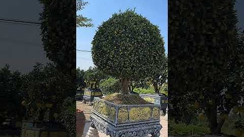 Quýt Cổ Tạo Hình Độc Lạ