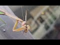 Mantis eating a wasp