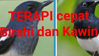 Suara Pancingan Kacer agar Cepat Birahi dan Kawin