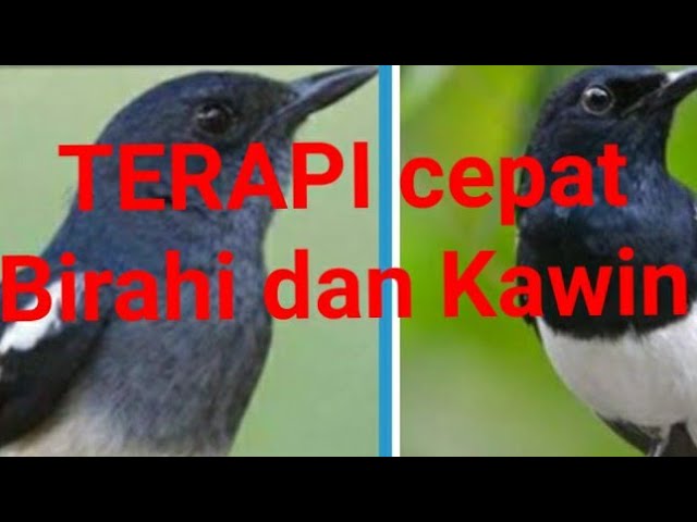 Suara Pancingan Kacer agar Cepat Birahi dan Kawin class=