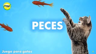 Videos para #gatos | #Peces