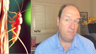 Mastering Subterranean Termite Trenching: Best Alternative Method for Expert Removal