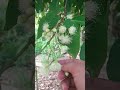🌼🤏 How to Pick Guava Flowers for Better Fruit #shorts #fruit #flowers #viralshorts #asmr