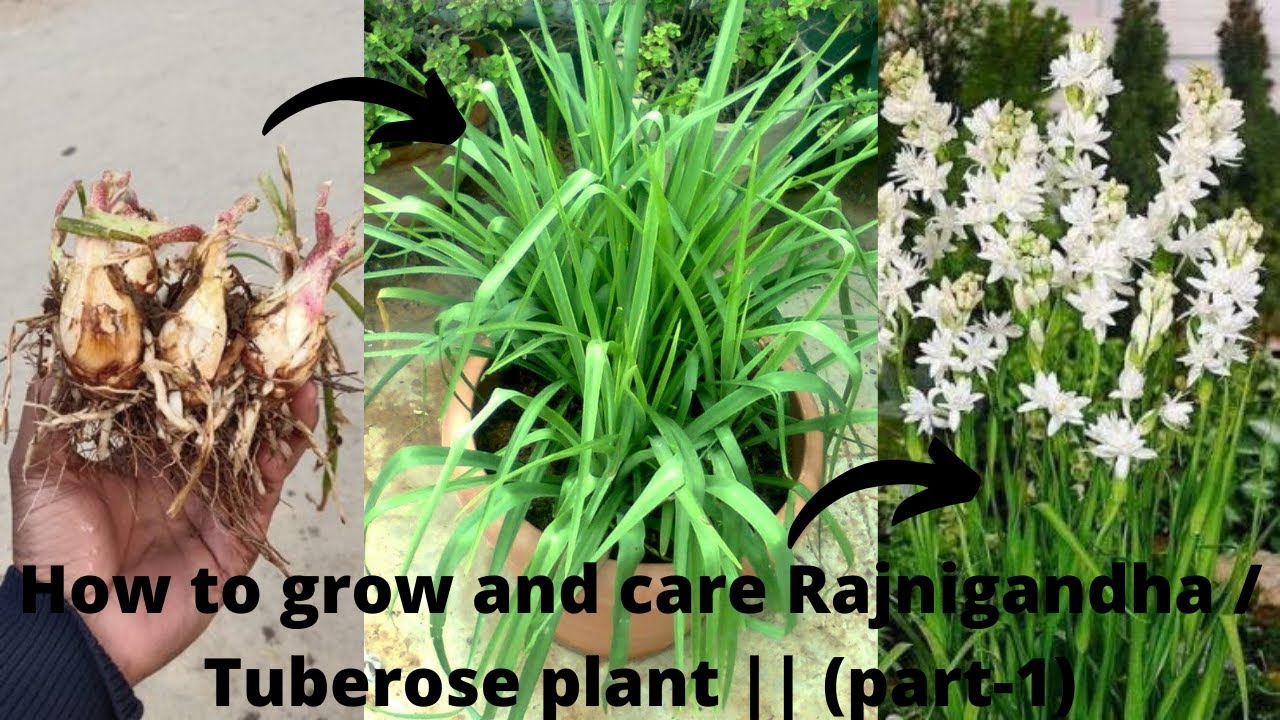 How to grow and care Rajnigandha / Tuberose plant Tuberose