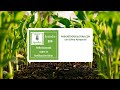 206 Reflexionando sobre la fertilización foliar