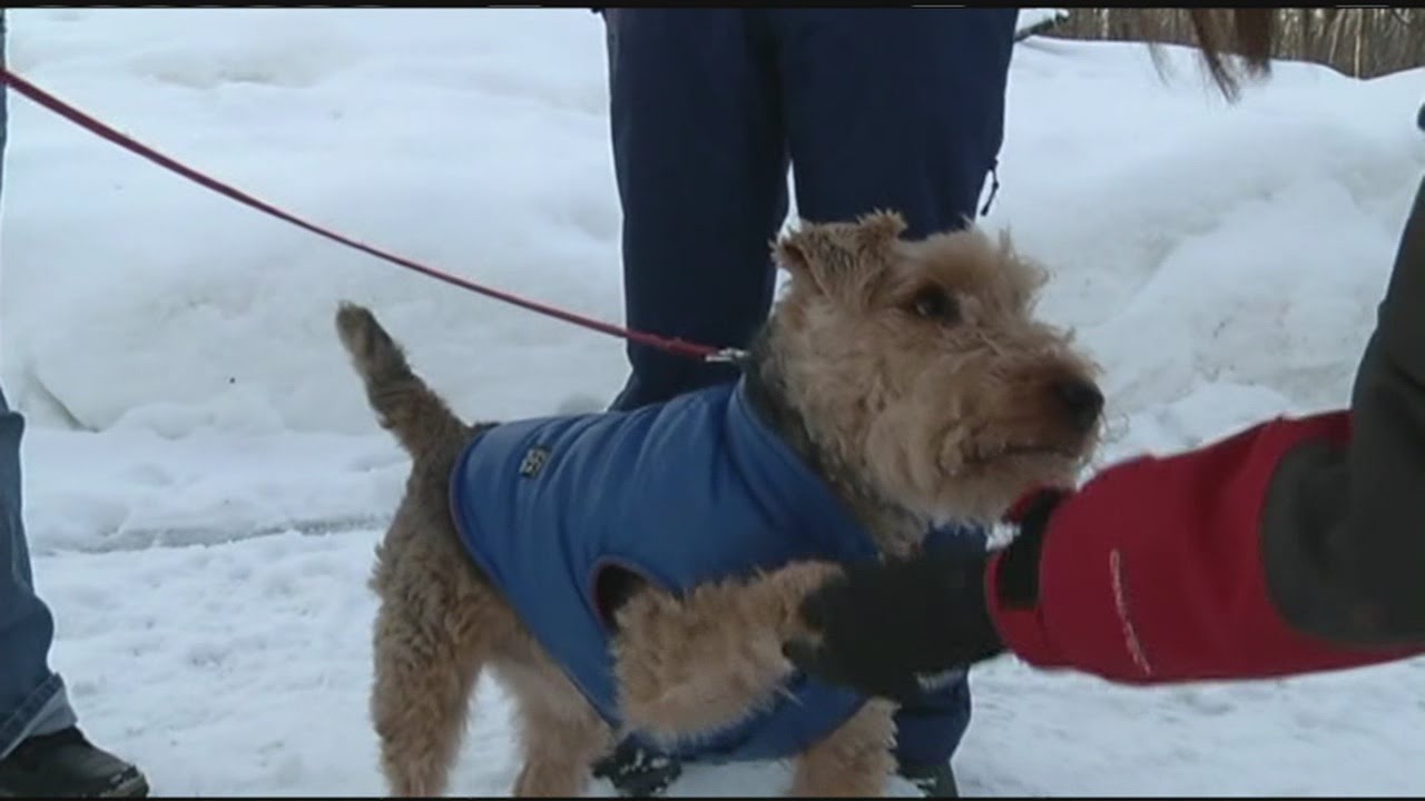 Dog saves family from Wilbraham house fire - YouTube