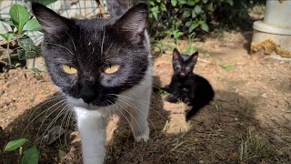 Cute mother cat breastfeeding her baby. by The World of Cats 4,873 views 6 days ago 3 minutes, 9 seconds