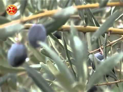 პირველი ქართული ზეთისხილის მოსავალი