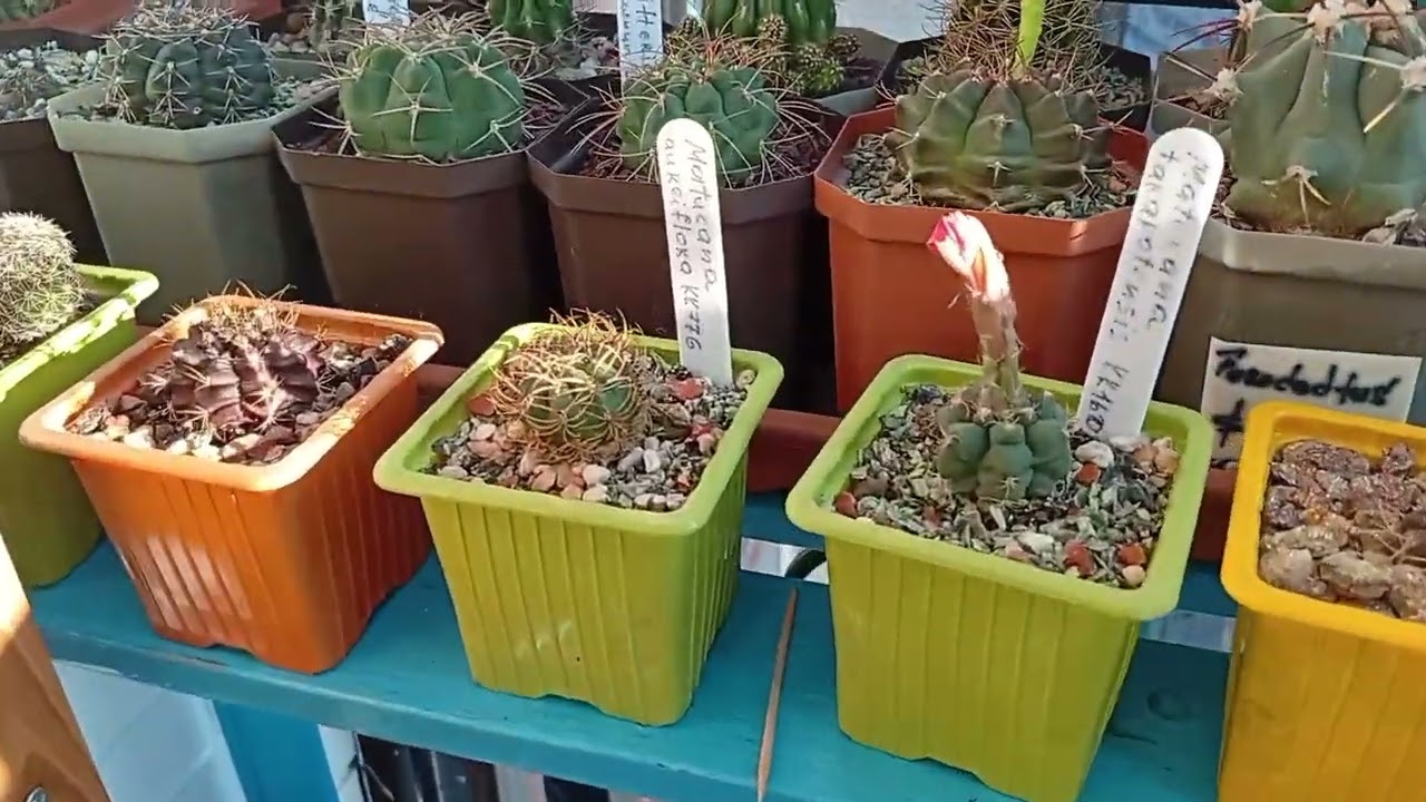 Начало летнего цветения кактусов. Матукана, сетихинопсис, гимнокалициум.