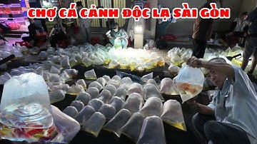 Chợ cá cảnh độc lạ giữa lòng Sài Gòn chỉ diễn ra vào lúc tờ mờ sáng với giá rẻ bất ngờ